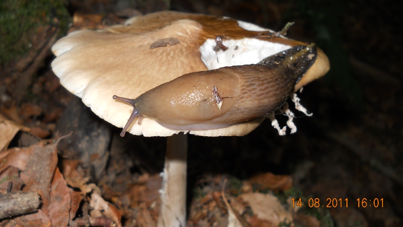 Limax aldrovandi Moquin-Tandon 1855 delle Apuane